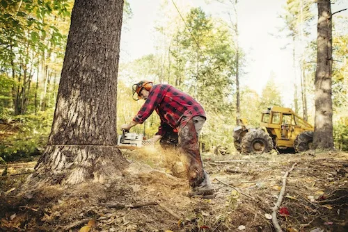 San's Tree Service tree work in Perth