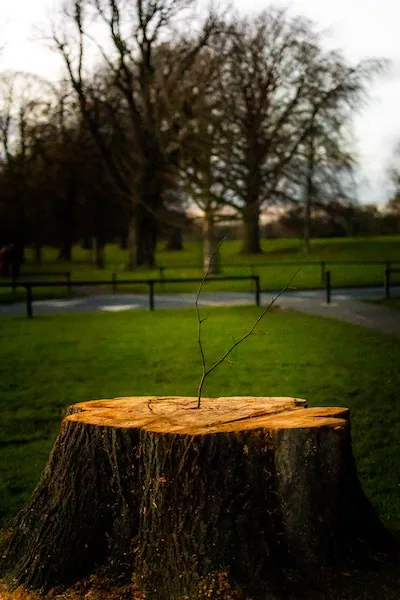 Stump Removal Perth