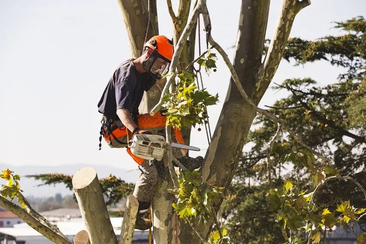 San's Tree Service tree work in Perth