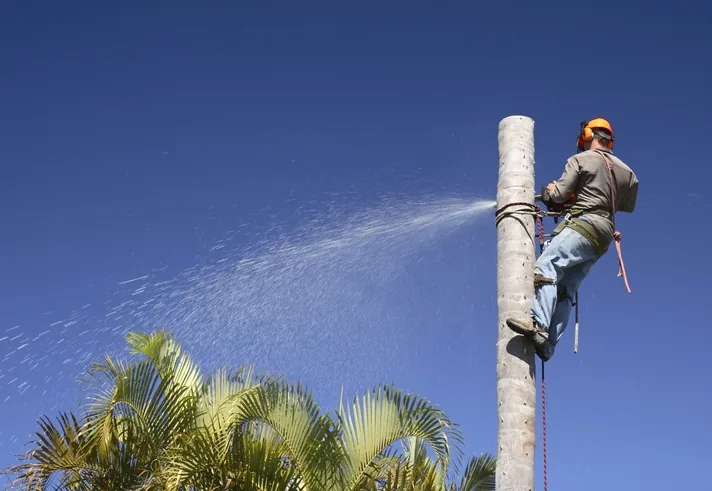 Tree Removal Perth