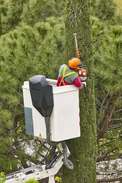 Tree Pruning Perth