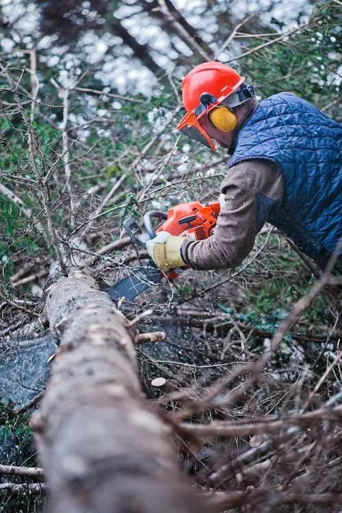 San's Tree Service tree work in Perth