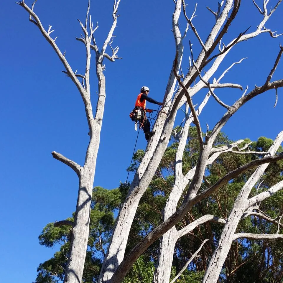 Tree removal in West Leederville
