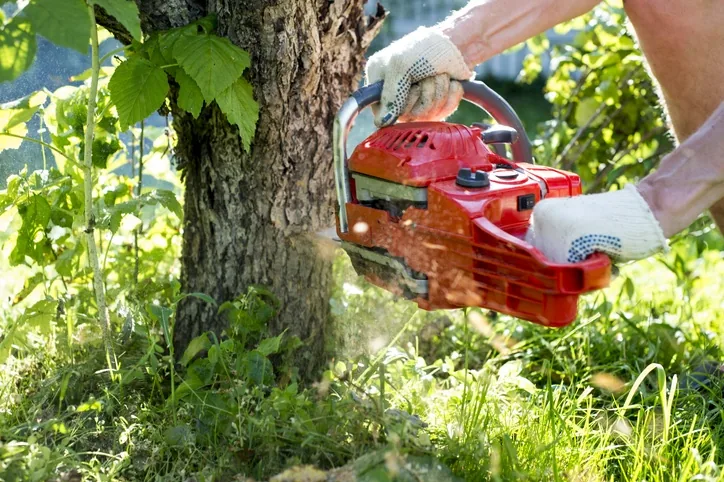 San's Tree Service tree work in Perth